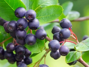 Quả Aronia