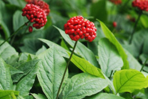 Nhân sâm đỏ Hàn Quốc