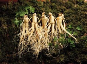 Hồng Sâm Viên Hàn Quốc