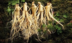 Trà hồng sâm 300g