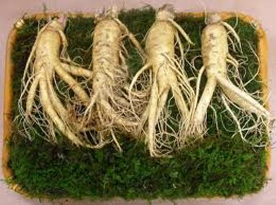 Sâm tươi hàn quốc 4 củ 1kg giá bao nhiêu